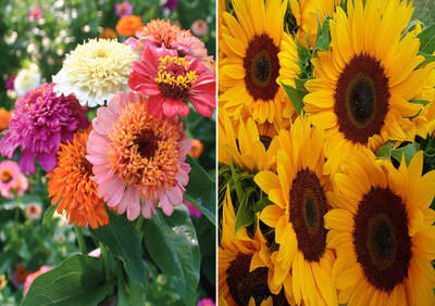 Airex Zinnia Scabiosa Mixed (Hybrid) and Sunflower Russain Gaint Seed (Pack Of 20 Seed * 2 Per Packet) Zinnia Scabiosa Mixed (Hybrid) 20 Seeds + 20 Seed Sunflower Russain Gaint)Seed Seed(40 per packet)