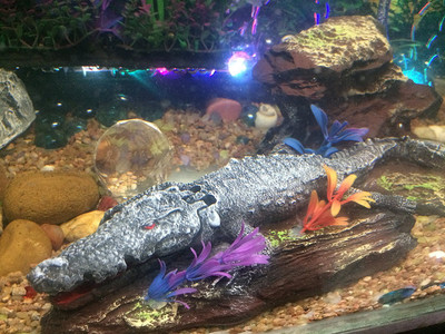 

Foodie Puppies Decorative Crocodile Toy With Air Bubble Arrangement In Crocodile Face Laterite Unplanted Substrate(Multicolor)