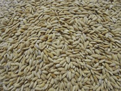 

advancedestore Rice paddy bird food 100 g Dry Bird Food
