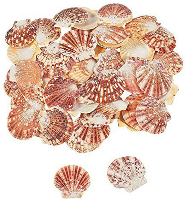 

Fun Express Pecten Macarensis Sea Shells (Approx, 120 Pieces) 2Lbs. 1 1/2" - 2 3/4"