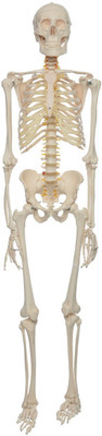 

G Lab PVC Adult-Size 180 cm Human Skeleton Model (Light Cream )(White)