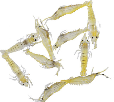 

Magideal Soft Prawn Shrimp Lure Baits Simulation Fishing Lures Vivid shrimp Fish Decoy Fishing Lure(Pack of 10 Size 4)