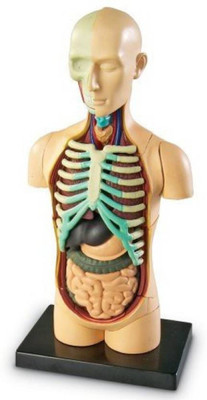 

G Lab Learning Resources Anatomy Models Bundle Set(Multicolor)