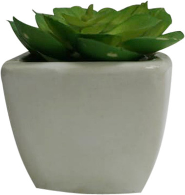 

Bluerider A_plant_16 Aquarium Plant Anchor({Plant Anchors1)