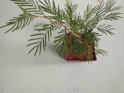 BHAJANLAL GREENERY Shami/Jand Plant(Hybrid, Pack of 1)