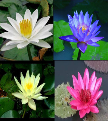 

VS GLOBAL 4 DIFFERENT WHITE, BLUE,YELLOW,RED LOTUS(each 4) 16 Seed(16 per packet)