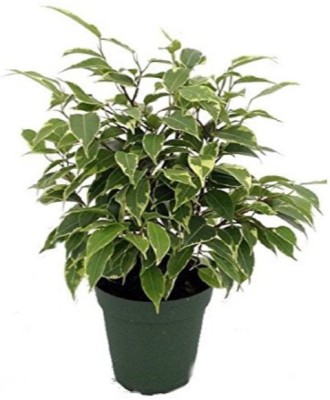 OJOREY Ficus Plant(Hybrid, Pack of 1)