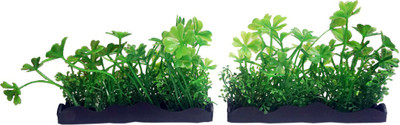 

Bluerider BR25 Aquarium Plant Anchor({Plant Anchors2)