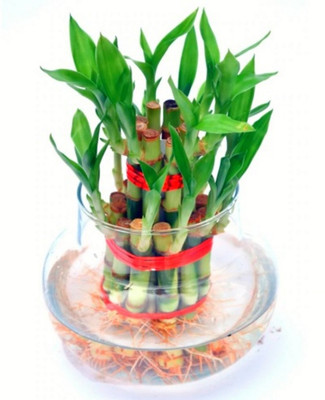 AGAMI Green 2 Layer Lucky Bamboo Indoor Plant for Feng Shui with Big Round Glass Pot & Colored Jelly Balls Seed(1 per packet)