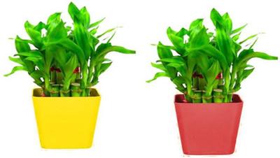AGAMI Green 2 Layer Lucky Bamboo Indoor Plant for Feng Shui with Multi-colour Plastic Pot (Pack of 2) Seed(2 per packet)