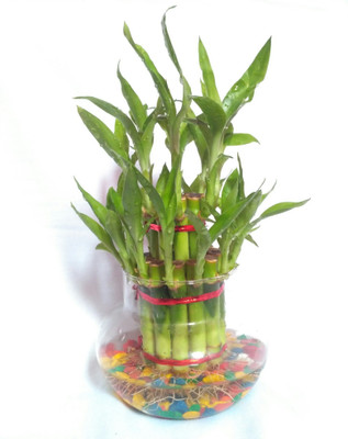 SWASTIK Two Layer Bamboo Plant(Pack of 1)