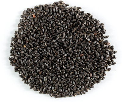 

AllThatGrows Green Basil Seeds, Tulsi Seeds, Ocimum Basilicum, Sweet Holy Basil Herb Seeds Pack Of 1000 Seed(1000 per packet)
