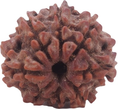 settiyar kadai 8 Mukhi Rudraksha, Eight Face Radraksha, 8 Face Radraksha, Original Rudraksha Wood