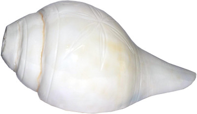 

Spiritual Max Real Seed Natural Pooja 13 CM Blowing Shankh(White)