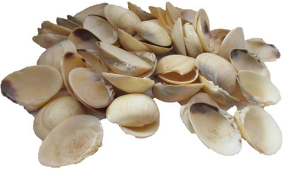 

OZ STORE SHELLS FOR CRAFT
