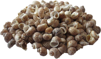 

OZ STORE SMALL SHELLS FOR CRAFT