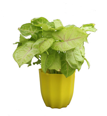BHAJANLAL GREENERY Syngonium Plant(Hybrid, Pack of 1)