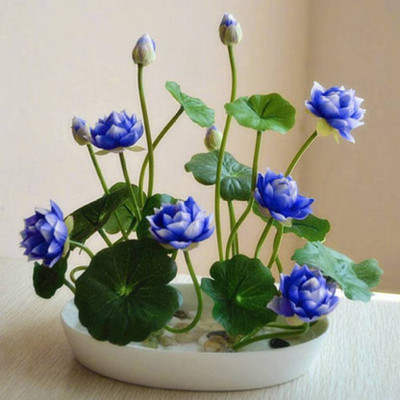 

VS GLOBAL imported blue lotus (50 per packet) Seed(50 per packet)