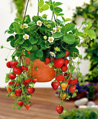 ROSEMERC imported strawberry fruit (50 per packet) Seed(50 per packet)