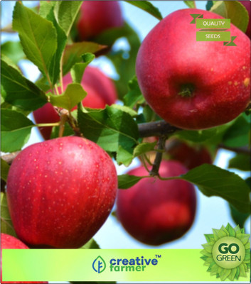 

Creative Farmer Fruit Seeds Apple Seeds Non Gmo Seeds For Terrace Garden Seed(20 per packet)