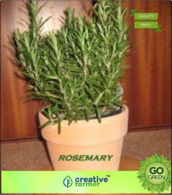 

Creative Farmer Rosemary Seeds Old Man Seed(20 per packet)