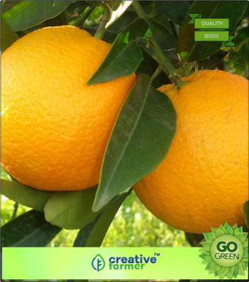 

Creative Farmer Chinese Orange Fruit Seeds For Terrace Garden Seed(20 per packet)