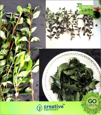 

Creative Farmer Jamaica Mignonette (Henna Plant Seeds) Seed(20 per packet)