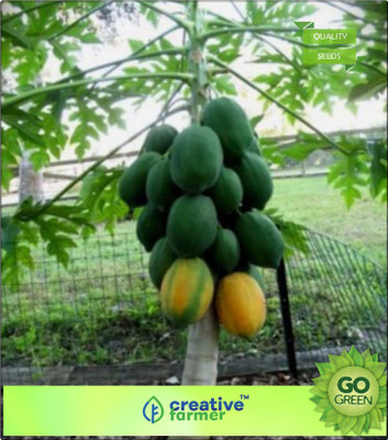 

Creative Farmer Fruit Seeds Papaya Selection Farm Seeds Fruit Seeds Hybrid Bonsai Plant Seeds Seed(20 per packet)