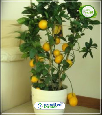 

Creative Farmer Kagzi Lemon/Lime/Citrus Aurantifolia Seeds Fruit Seeds For Garden Fruit Seeds Kitchen Garden Plant Seeds 10Indoor, Outdoor Kitchen Garden Plant Seeds Seed(10 per packet)