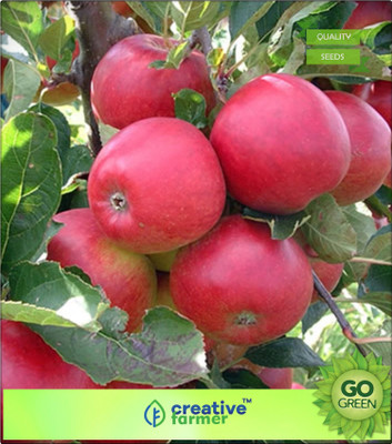 

Creative Farmer Fruit Seeds Apple Tree Seeds Sweet Delicious Fruits Plant For Garden Seed(20 per packet)