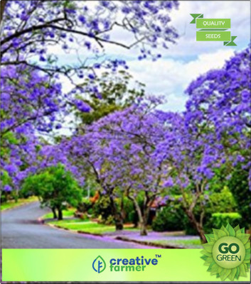 

Creative Farmer Blue Jacaranda Seed(20 per packet)