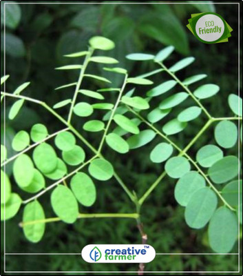 

Creative Farmer Tree Plant For Garden Red Sandalwood Tree Seeds For Garden Tree Bonsai Seeds Kitchen Garden Plant Seeds 10Indoor, Outdoor Kitchen Garden Plant Seeds Seed(10 per packet)