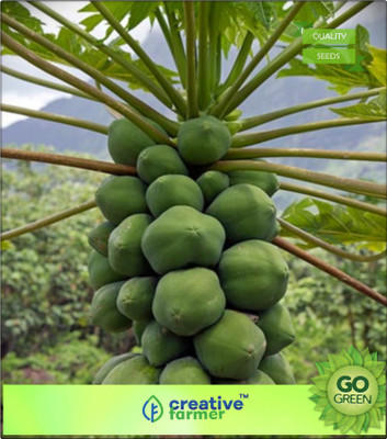 

Creative Farmer Fruit Seeds Honey Dew Dwarf Papaya Hybrid Imported Fruit Seeds 50 Seeds Fruit Seeds For Balcony Garden Fruit Seeds Garden Pack Seed(20 per packet)
