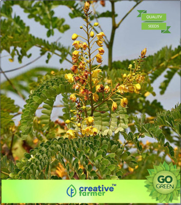

Creative Farmer Tree Seeds Caesalpinia Sappan - Chappannam Sappannam Road Side Tree Seeds Herbal Seed(20 per packet)