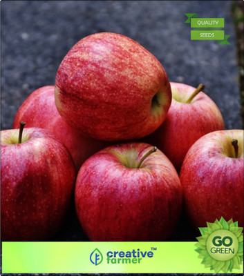 

Creative Farmer Fruit Seeds Fuji Apple Seed For Balcony Garden Seed(20 per packet)