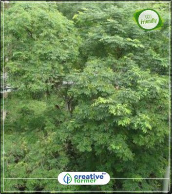 

Creative Farmer Tree Seeds Red Sandalwood - Thorla Goonj Seeds For Cultivation Kitchen Garden Plant Seeds 10Indoor, Outdoor Kitchen Garden Plant Seeds Seed(10 per packet)