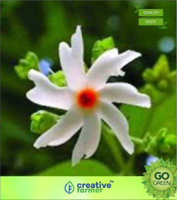 

Creative Farmer Night Jasmine Seed(20 per packet)