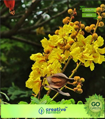 

Creative Farmer Yellow Flame Tree Seed(20 per packet)