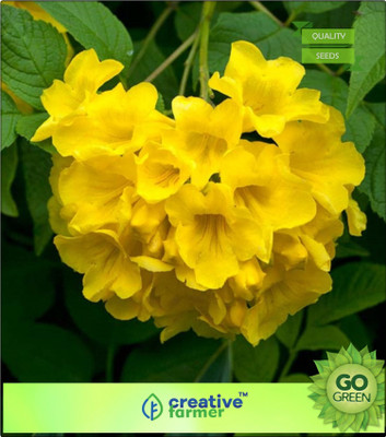 

Creative Farmer Ornamental Plants Seeds For Home Bignoniaceae (Jacaranda Family) 30 Seeds Flowering Plant Seeds For Shady Area Bonsai Plant Garden Flower Seeds Seed(20 per packet)