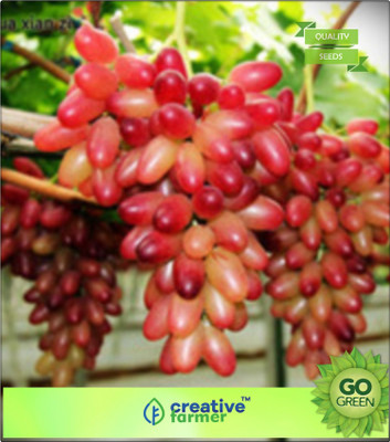 

Creative Farmer Fruit Seeds Sweet Manicure Finger Grapes Professional Seed Set Plant Seeds For All Seasons Kitchen Garden Seed(20 per packet)