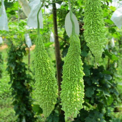 syed garden LONG bitter gourd seed, 20 seed Seed(20 per packet)