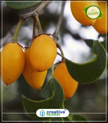 

Creative Farmer Fruit Seeds Spanish Cherry Lovely Green Small Tree Tree Seeds For Home Kitchen Garden Plant Seeds 5Indoor, Outdoor Kitchen Garden Plant Seeds Seed(5 per packet)