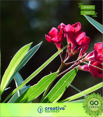 

Creative Farmer Nerium Oleander - Sivappu, Arali, Sevvarali, Alari, Aatrulari Seed(20 per packet)