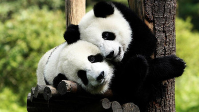 

MNTC Beautiful Panda Poster (Paper Print, 12x18 inch) Paper Print(12 inch X 18 inch, Rolled)
