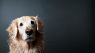 

MNTC Beautiful Dog Poster (Paper Print, 12x18 inch) Paper Print(12 inch X 18 inch, Rolled)