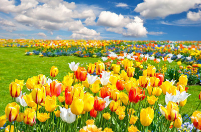 

Natural Scene of yellow flowers Poster Paper Print(12 inch X 18 inch, Rolled)