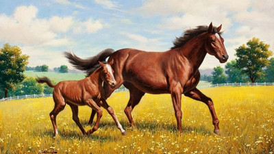 

MNTC Beautiful Horses Poster (Paper Print, 12x18 inch) Paper Print(12 inch X 18 inch, Rolled)