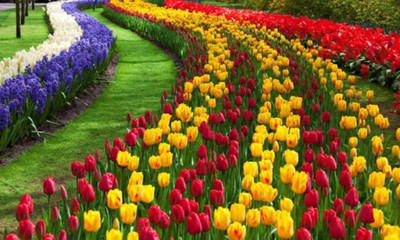 

Natural Scene of Beautiful flowers Poster Paper Print(12 inch X 18 inch, Rolled)
