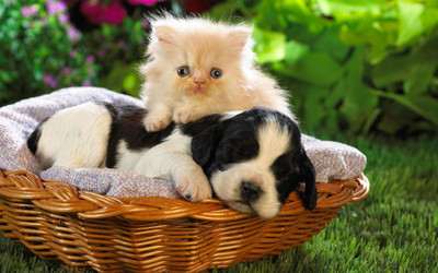 

Beautiful Cat with Puppy Dog Poster Paper Print(12 inch X 18 inch, Rolled)
