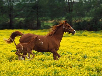 

MNTC Beautiful Horses Poster (Paper Print, 12x18 inch) Paper Print(12 inch X 18 inch, Rolled)
